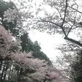 北海道神宮の写真_194880