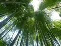 明月院（あじさい寺）の写真_195699