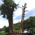 江島神社 辺津宮の写真_199580