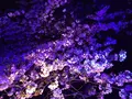 目黒川の桜並木の写真_202047