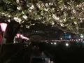 目黒川の桜並木の写真_202049