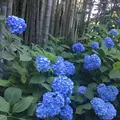 明月院（あじさい寺）の写真_204010