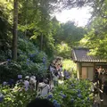 明月院（あじさい寺）の写真_204012
