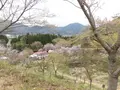 かんざき桜の山桜華園の写真_205145