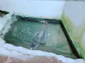 草津熱帯圏の写真_205427