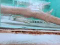草津熱帯圏の写真_205428