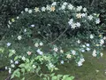 平等院の写真_206461