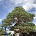飛騨高山枝神社の写真_208940