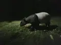 シンガポール動物園の写真_212526