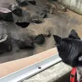草津熱帯圏の写真_222918