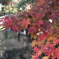 京都御苑の写真_224652