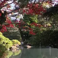京都御苑の写真_224653