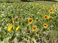 万博記念公園の写真_228230