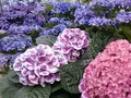 箱根強羅公園の写真_234367