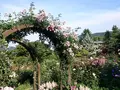 箱根強羅公園の写真_234370