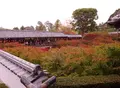 東福寺の写真_239797