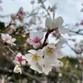 川見四季桜の里の写真_240141