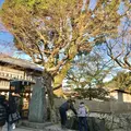 おかげ横丁の写真_252606