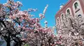 熱海桜の写真_259364