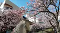 熱海桜の写真_259365