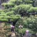 鈴虫寺（華厳寺）の写真_261374