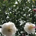 鈴虫寺（華厳寺）の写真_261416