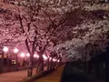 夜桜にうっとり♪の写真_262261