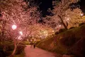 夜桜にうっとり♪の写真_262263