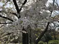 京都府立植物園の写真_267743