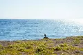 一色海水浴場の写真_269722