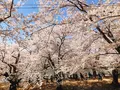 弘前公園の写真_273994
