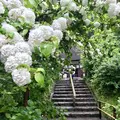 明月院（あじさい寺）の写真_274253