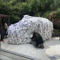 安井金比羅宮の写真_286684