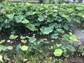 みずほの村市場 蕎舎の写真_290028