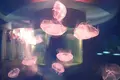 Under Water World（アンダーウォーターワールド）の写真_299186