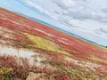 能取湖のサンゴ草群落の写真_311175