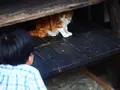 中山道木曽路馬籠宿の写真_314287