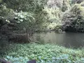 横浜自然観察の森の写真_322812