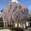 高台寺の写真_331829