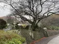 比翼塚の写真_332300