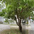 ㈱沖縄ティーファクトリーの写真_340717