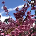 土肥桜の写真_341999