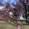 土肥桜の写真_342001