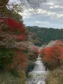 川見四季桜の里の写真_353946