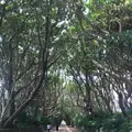 酒列磯前神社の写真_363786