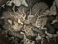 建仁寺の写真_366308