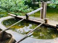 建仁寺の写真_366322