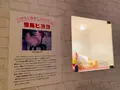 いがらしゆみこ美術館の写真_368522