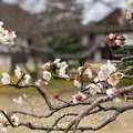 桂離宮の写真_371101