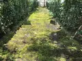 報国寺（竹寺）の写真_380146